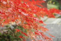 終わりの紅葉