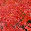 紅