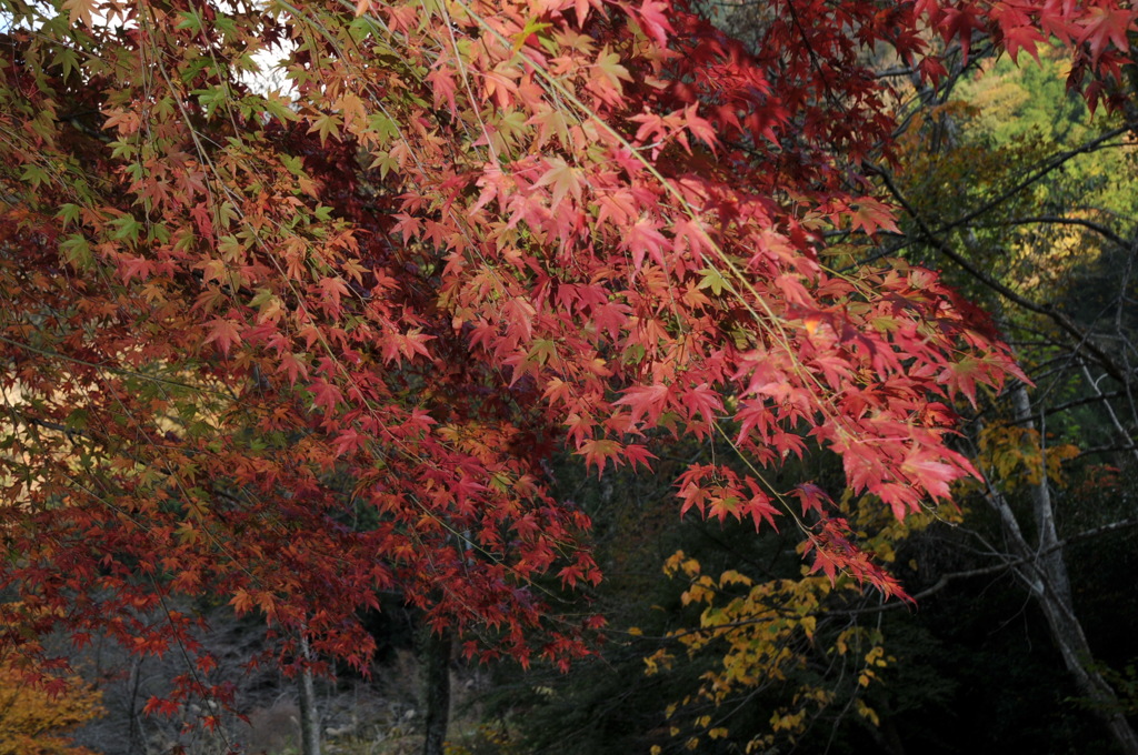 紅葉