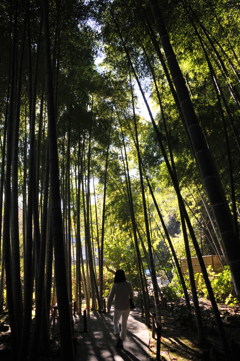竹林