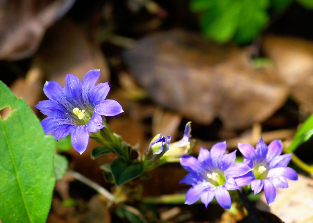 本当にちっちゃくて可愛いなぁ～フデリンドウ