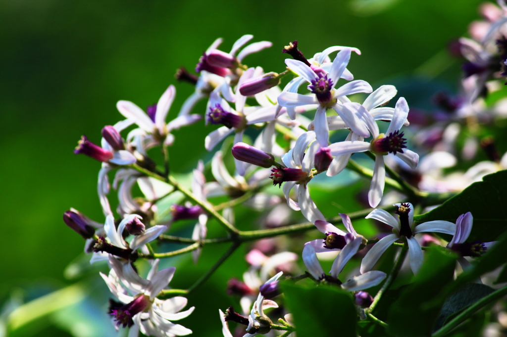栴檀の花