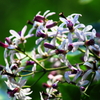 栴檀の花
