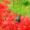 彼岸花はおいしいなぁー