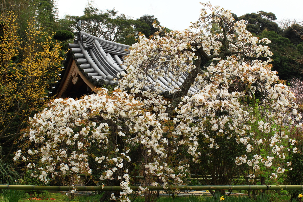 境内にも春が～しだれ桜