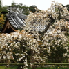 境内にも春が～しだれ桜