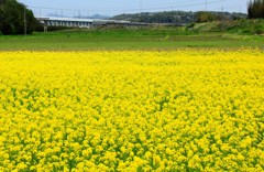 菜の花畑