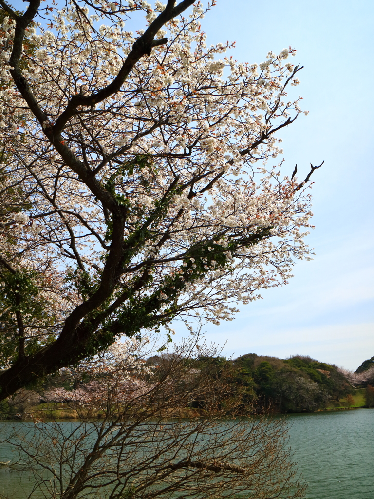 湖畔の春