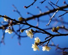 初春の香り