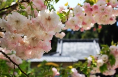 境内の春～八重桜