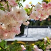 境内の春～八重桜
