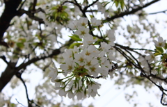 大島桜