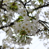 大島桜
