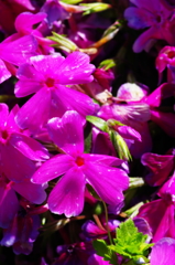 芝桜2