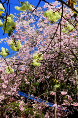春を彩る八重桜