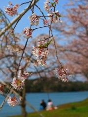 陽春の湖畔