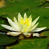 睡蓮1