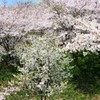 花の下で