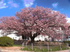 寒桜