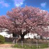寒桜