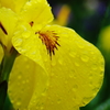 雨に濡れて～黄色い菖蒲
