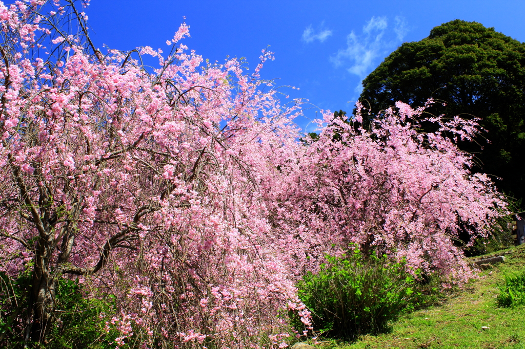 八重のしだれ桜