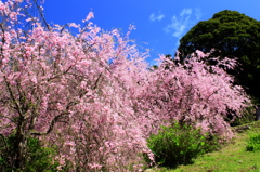 八重のしだれ桜