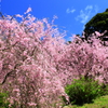 八重のしだれ桜