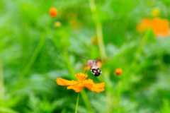 コスモスで見かけたこの昆虫なんだろう？