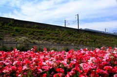 新幹線からも見えますよ
