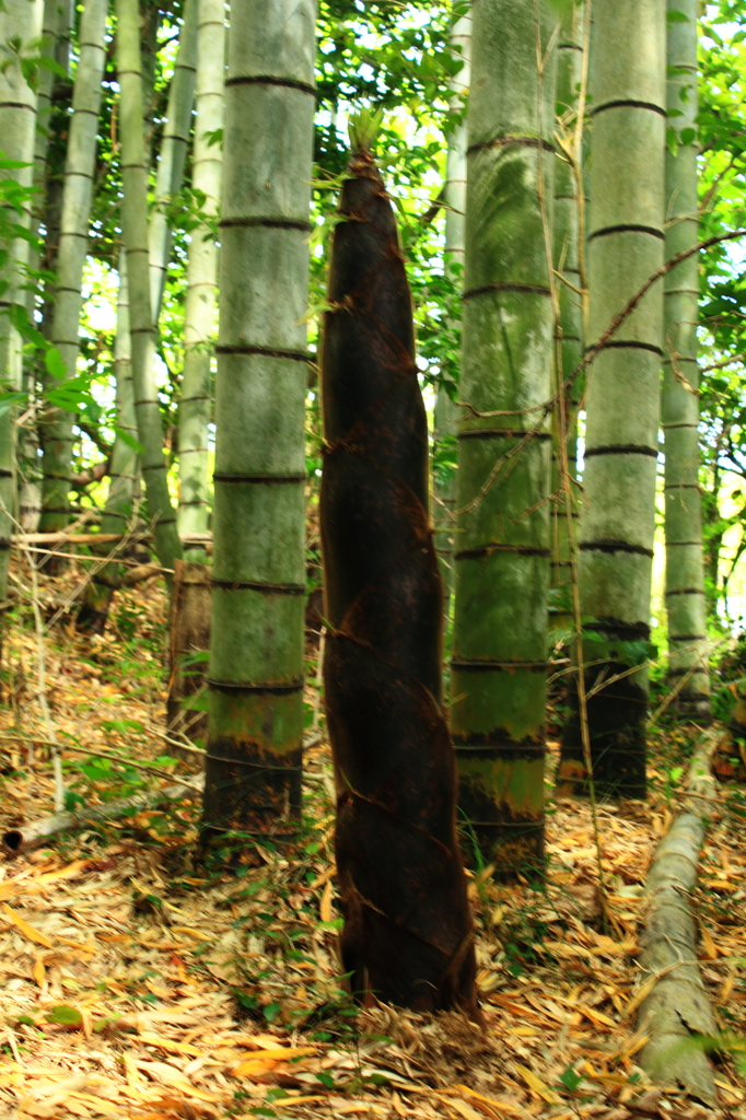 竹林の主