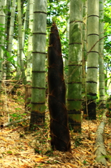 竹林の主