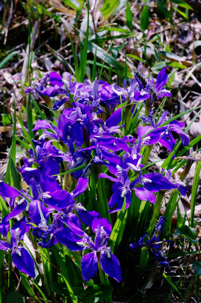 エヒメアヤメの群生