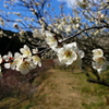 早春の里1