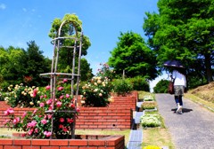 初夏の日差しの中～バラ園