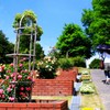 初夏の日差しの中～バラ園