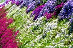 芝桜1
