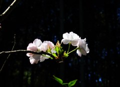 春の光を受けて