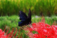 ナガサキアゲハと彼岸花