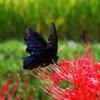 ナガサキアゲハと彼岸花