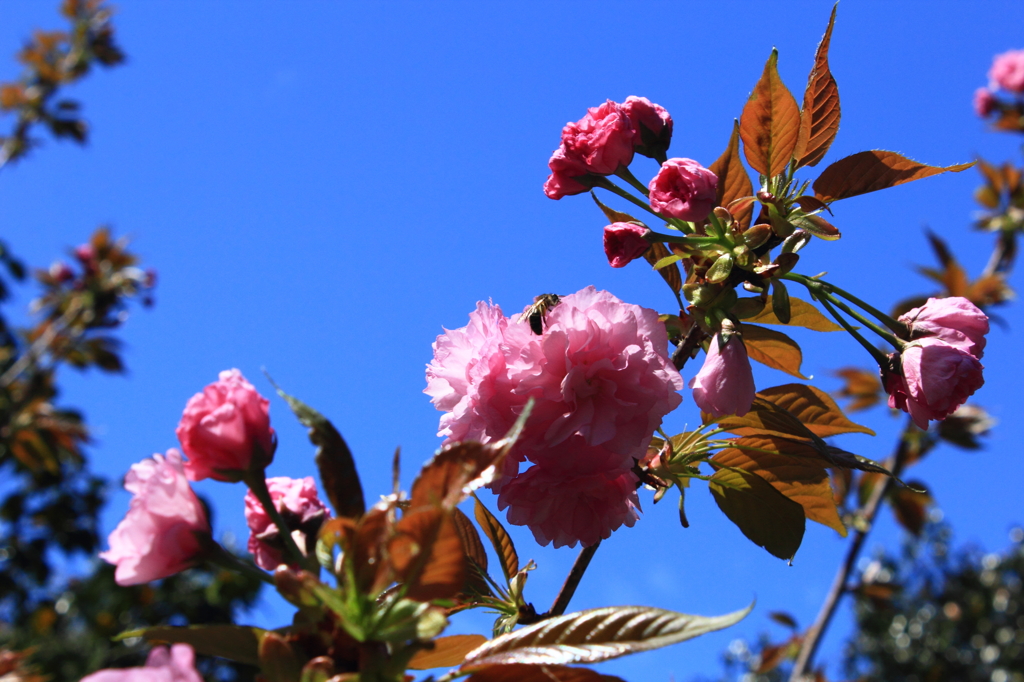 八重桜