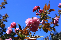 八重桜