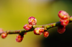 蕾