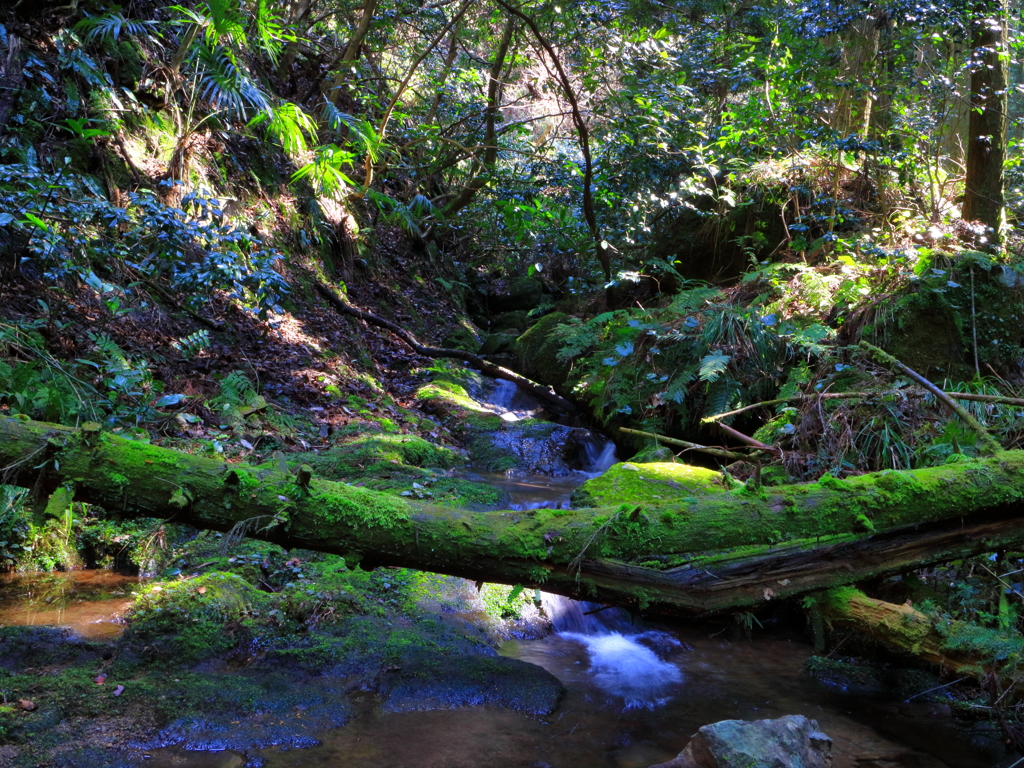 沢