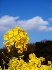 青空に