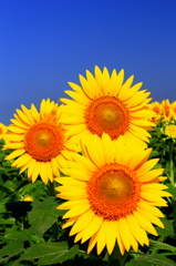 大きく花を開いて