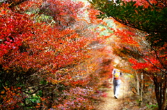 紅葉の中を歩く