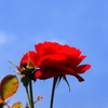 初夏の空に赤いバラ