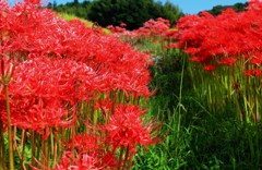 畦に咲く彼岸花