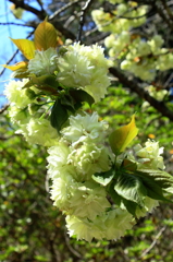 ウコン桜